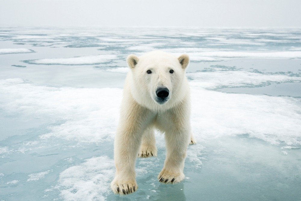 WWF_YOUng's tweet photo. #Cambiamentoclimatico: il report #IPCC è stato definito un codice rosso per l'umanità. 

Bisogna impegnarsi seriamente ed urgentemente per limitare il #riscaldamentoglobale a 1.5°C, altrimenti le conseguenze saranno devastanti.

https://t.co/vBF7Bg9ywg

#WWF #IPCCReport #WWFYOUng https://t.co/TpiWsTtDQ9