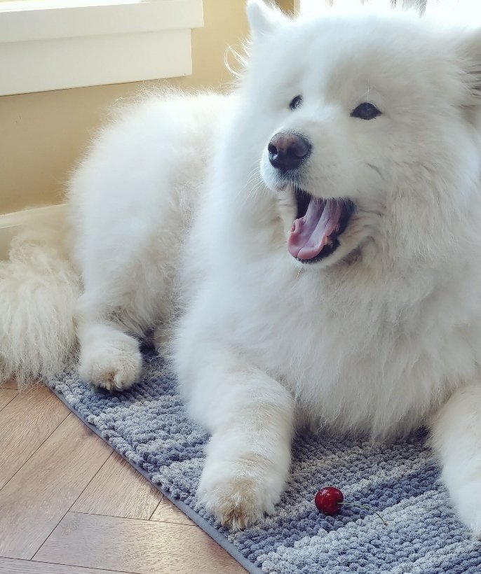 체리도둑 (씨 있는건 안먹음!)