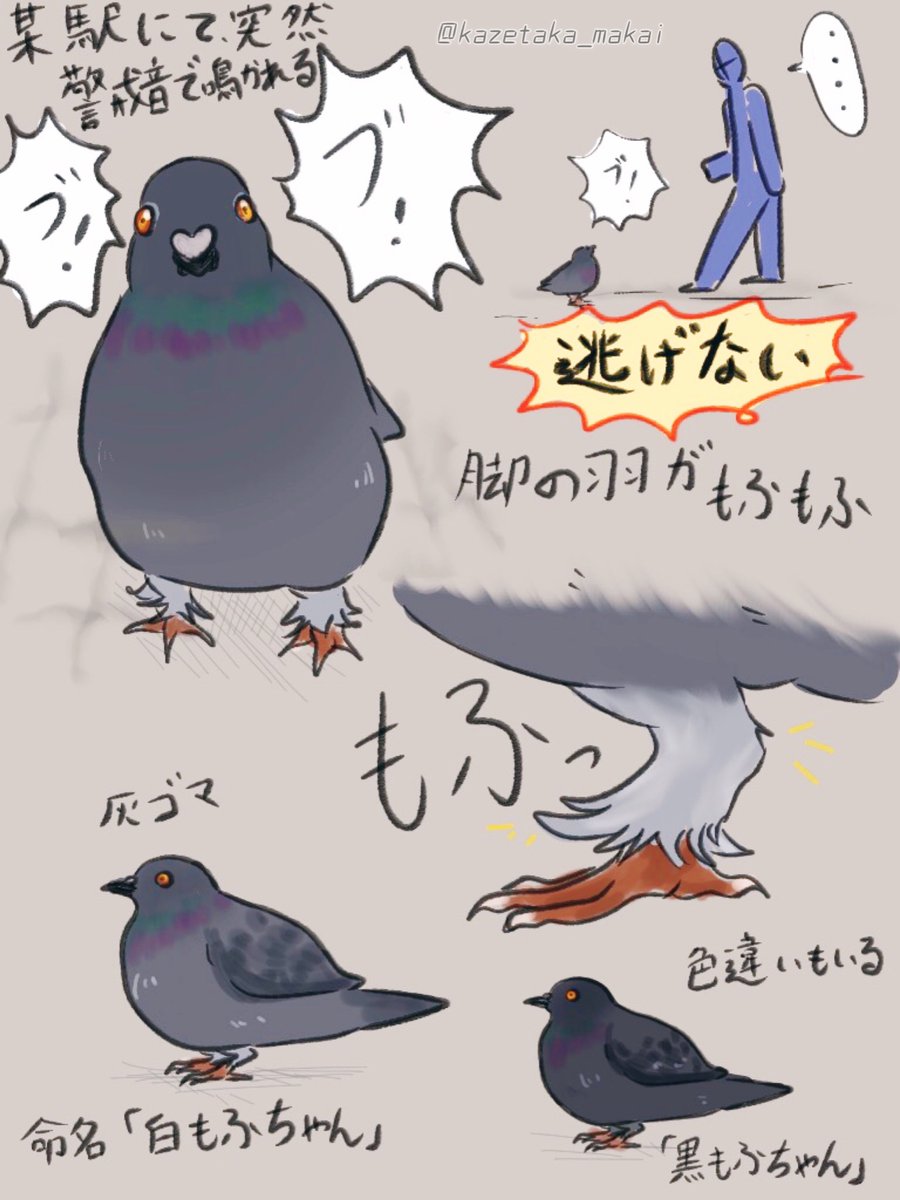 某駅にて、突然目の前に現れた鳩。 進行方向を遮り「ブッ！」と鳴く