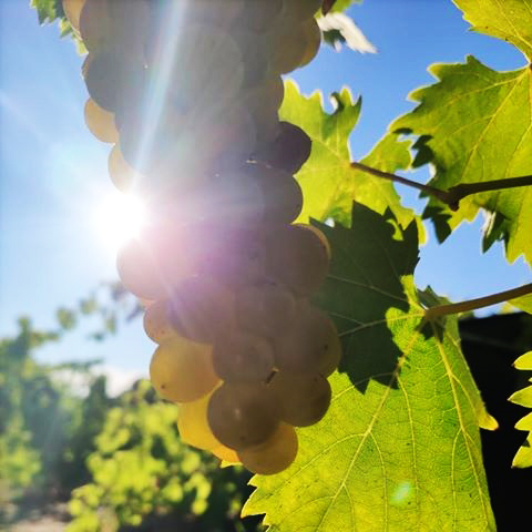 ¡Arrancamos la vendimia en Bodegas Marañones! 

Gracias al caluroso verano que hemos tenido, nuestras uvas blancas ya están en el momento perfecto para recogerlas. 

Comenzamos por el albillo de nuestra parcela de 𝗽𝗶𝗲𝘀 𝗱𝗲𝘀𝗰𝗮𝗹𝘇𝗼𝘀.
