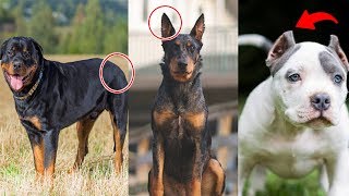 Why do people crop rottweilers' ears?...@FaithWo77227992... #Rottweilers #Ears #Dogspets #UnderstandingHumanBehavior #HumanBehavior 467