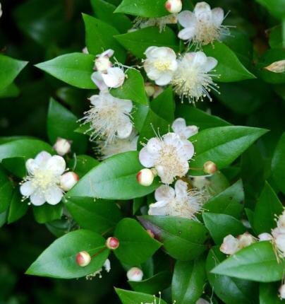 thegardenvsw's tweet image. The small, pointed, dark green leaves are smothered at this time of year by a mass of white flowers with quivering centres of the palest green-yellow, so delicate in their white and gold that it appears as though a cloud of butterflies had alighted on the dark shrub.