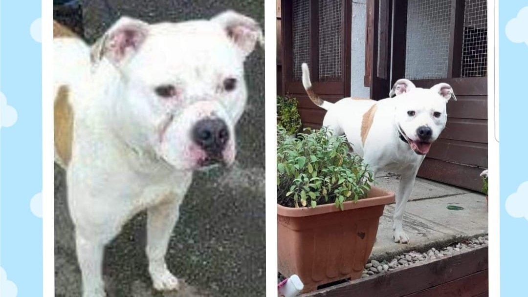 AdoptionsUk's tweet image. TEAR JERKER please retweet far and wide to help Tonka find a home #ESSEX -ask if they can re home to other regions
Found with marks around his nose, believed used as a bait dog. Looking for an adult home with an outdoor heated kennel, please share to help
lasthoperescueuk.com