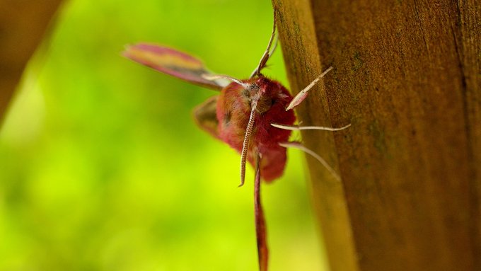 My_Wild_Telford's tweet photo. With @savebutterflies you can not only flutter-up on your butterfly ID skills but also your moth identification skills with this handy online A-Z moth guide! https://t.co/TdrOWqkzEj #MyWildTelford #MothIdentification https://t.co/0aGhYgz9v4