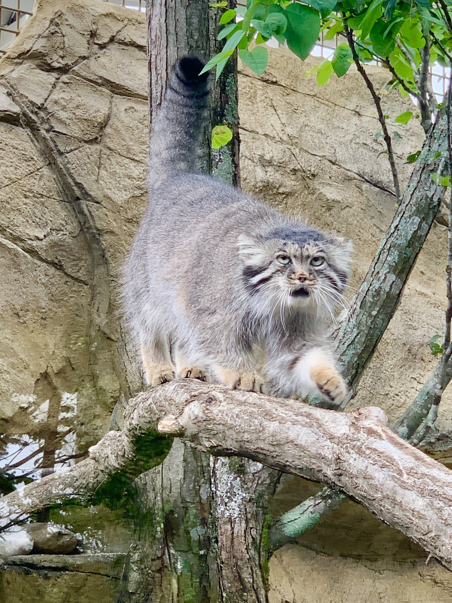 那須どうぶつ王国 変顔シリーズ 十分可愛いですね ポリー マヌルネコのうた Nasu Animal Kingdom T Co 7wjshm0jz9 Twitter