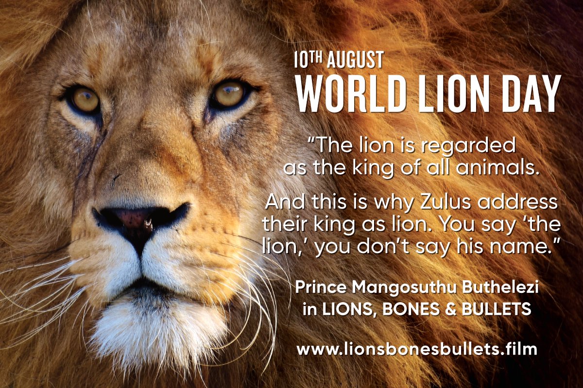 Join us in celebrating World Lion Day, and let's use this day as an opportunity to renew all our efforts in supporting a wild future for one of the world's most iconic animals. Find out more: lionsbonesbullets.film