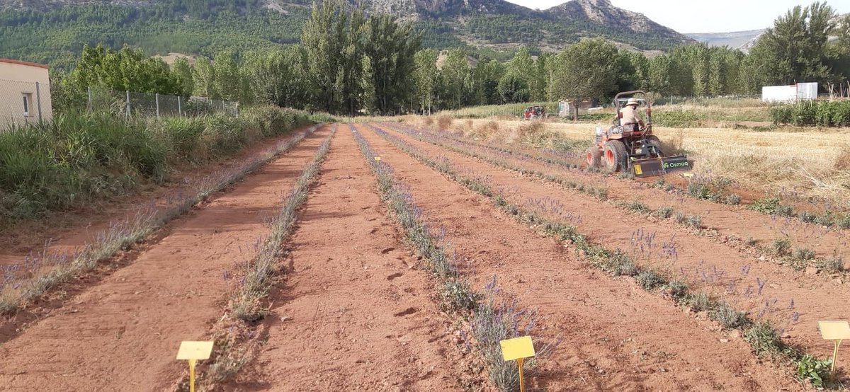CITAAragon's tweet photo. Realizando labores de mantenimiento en la parcela piloto de Montalbán del proyecto #RegATeA
#FITE #investigación @GobAragon https://t.co/o9Uu559NGB