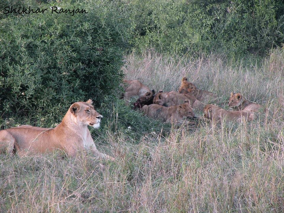 Scenes from a spectacular #wildebeest hunt from #MaasaiMara, 2015 
#WorldLionDay #WorldLionDay2021 #Lions #Kenya @LionRecovery @lionguardians #RoarWithUs @tunajibu #wildlife #wildlifephotography @WorldofWilds @MasaiMara_Kenya #SaveLions #MagicalKenya