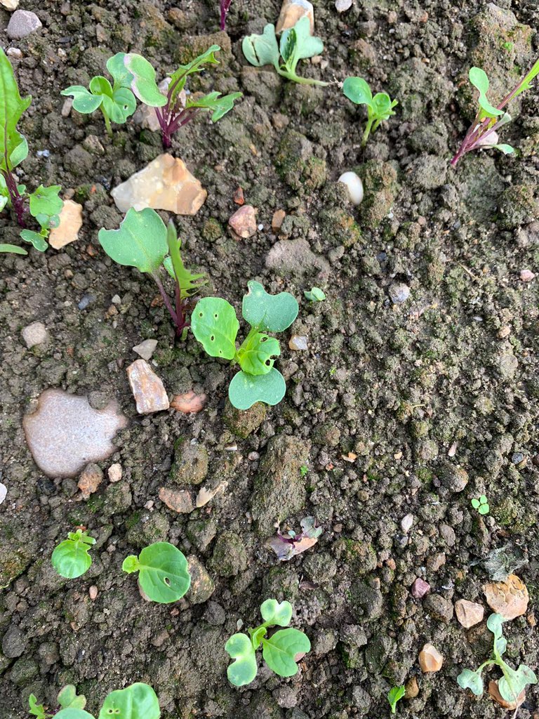 LeafyLockwood's tweet photo. Trying something new.. we drilled this ‘sacrifice’ crop of tatsoi between the two beds of cress in hope the flea beetle would go wild for the tatsoi and leave the cress alone. It’s worked wonders! 
#ipm #lockwoodsalads https://t.co/ikGUT6784W