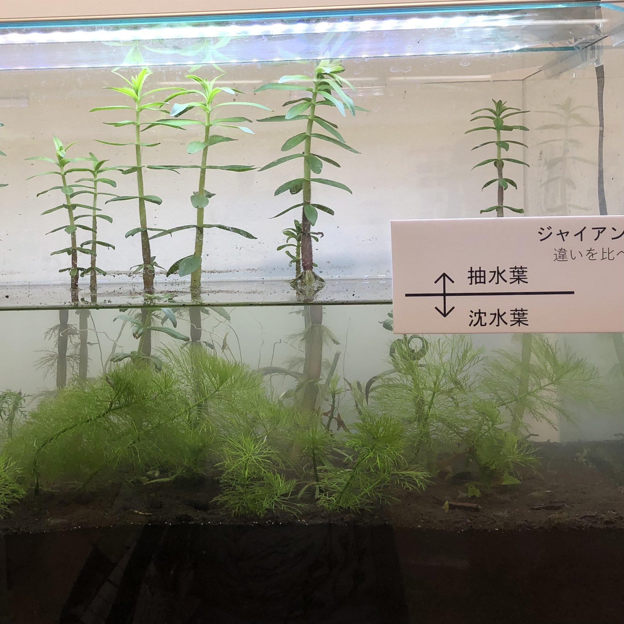 トリフィド いさましいちびの博物愛好家 ジャイアントアンブリア 抽水葉と沈水葉 同じ個体から 全然違うタイプの葉がでる 水草展 筑波実験植物園 T Co T9hml1bnkd Twitter