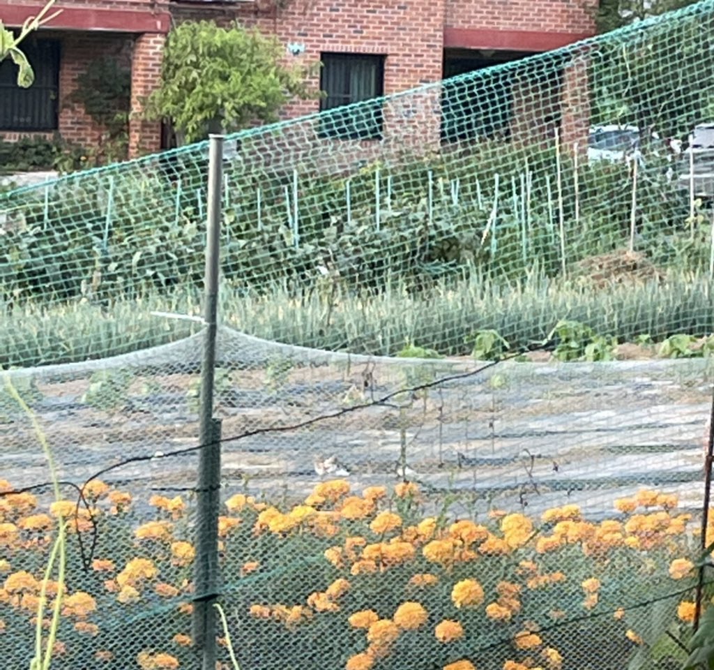 숨은 고양이 찾기