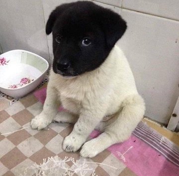 Dinomite🦖🧨 (@dinogodwhale) on Twitter photo 