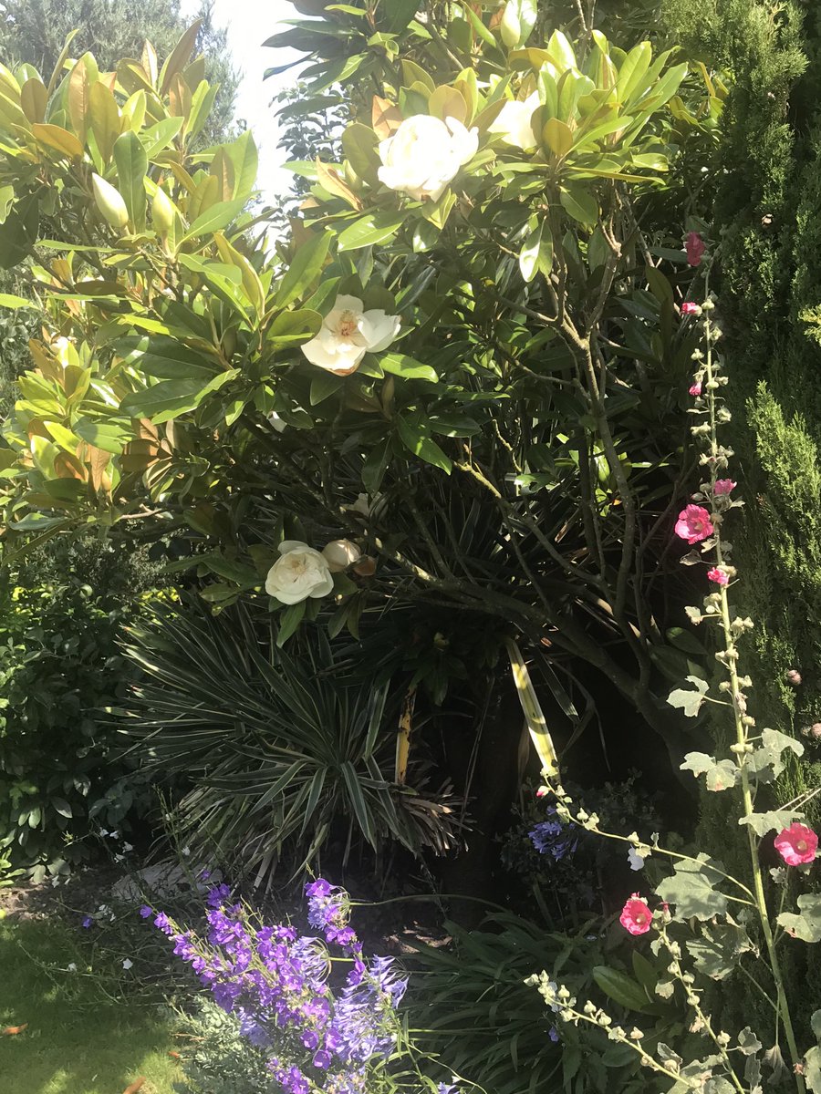jonathansmith9's tweet image. No, not the Caribbean...it’s a Cambridgeshire garden in full bloom.