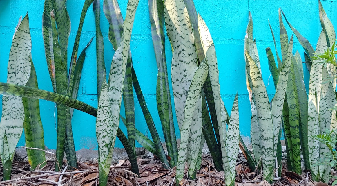 TEAL & GREEN.  Finally, I am starting to put the will jungle of Florida in order, one small area, after another...  
These color combination look beautiful.  
#landscaping #decor #teal #garden #tropicalgarden #Florida #Snakeplant #green #greenthumb