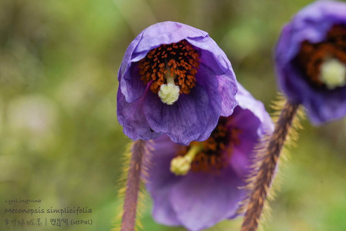 LyuLing1's tweet photo. Meconopsis simplicifolia
单叶绿绒蒿｜ཨུཏྤལ།(UtPal) https://t.co/YkF354l2NN