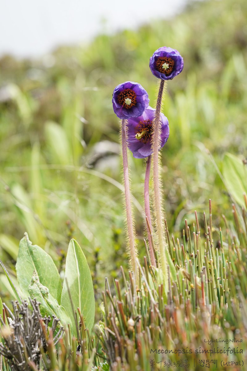 LyuLing1's tweet photo. Meconopsis simplicifolia
单叶绿绒蒿｜ཨུཏྤལ།(UtPal) https://t.co/YkF354l2NN