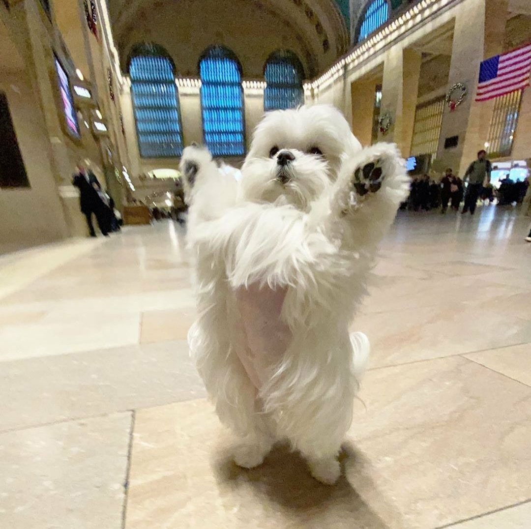 Dinomite🦖🧨 (@dinogodwhale) on Twitter photo 