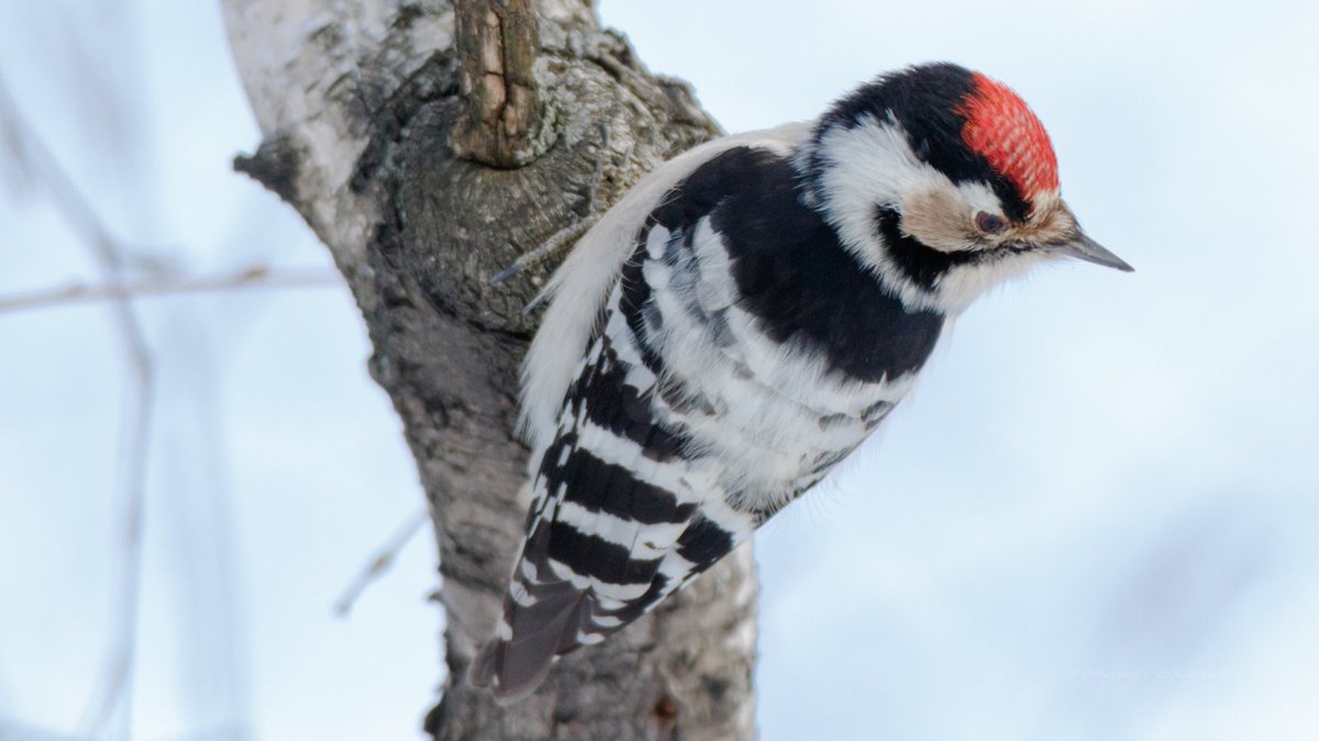 Few British birds are more elusive than the Lesser Spotted Woodpecker. The size of a sparrow, it spends nearly all its time hidden in the treetops. There may now be fewer than 2,000 pairs in the UK, where its range has shrunk by more than 40% since the 1970s.