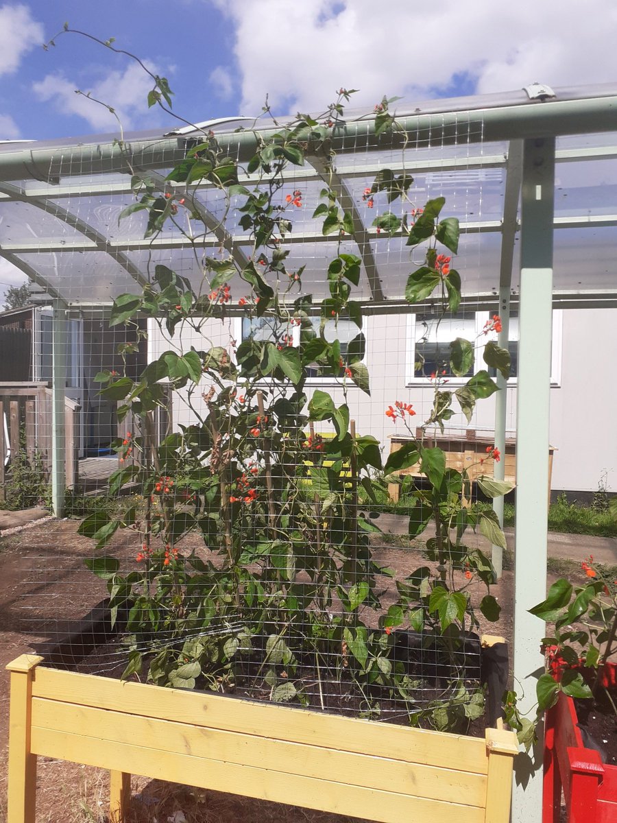 Crow77702086's tweet photo. Sharon and I have been busy bees in the school garden, shed now built and everything is going mad..... https://t.co/khJLpO904W