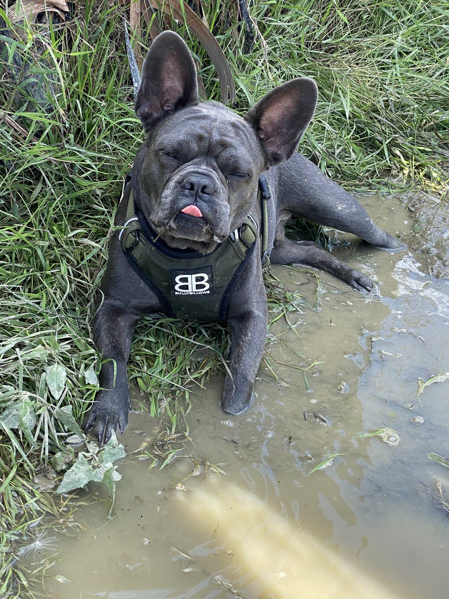 Harper & Stitch Frenchie Boutique tweet media