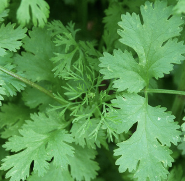 #SalishSea News: Chinese parsley, border opening, climate report, Trans Mtn, Quinault Nation, old growth logging bit.ly/3xAkO58