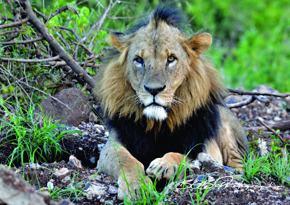 ThruKanakasEyes's tweet photo. Stunning Sirikoi, son of Mohawk... at the Nairobi National Park. 

Less than a century ago, there were more than 200,000 lions in Africa. Today, there are only about 20,000.

#WorldLionDay  #Kenya  #Magicalkenya  #SaveOurPride #nature @kwskenya @KWSNairobiPark  @AnimalPlanet https://t.co/XGF0wIM4h6