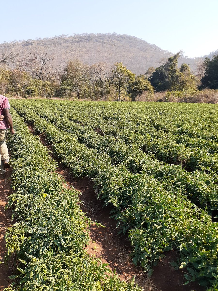 Winter survivors - HTX 14