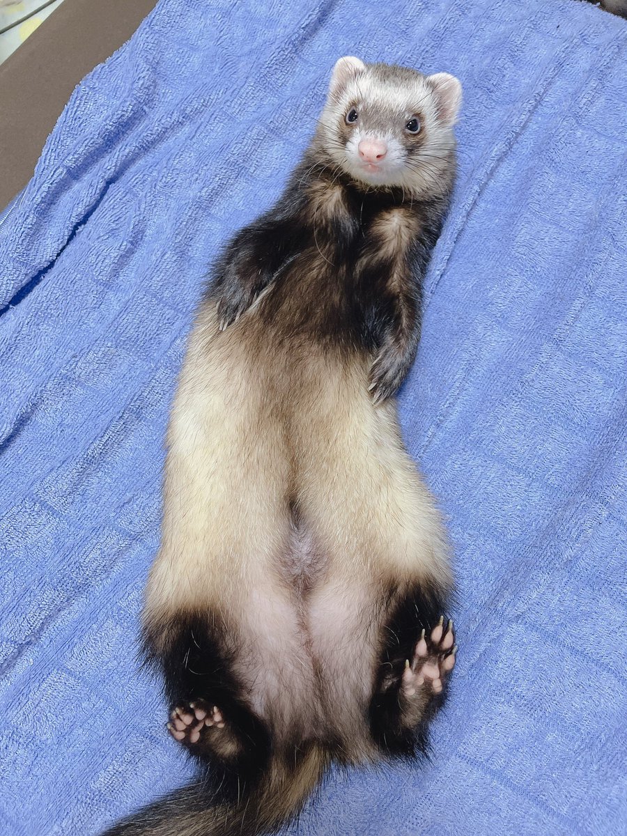 G0128R's tweet photo. 最近、お腹撫でてもらう時に腕掴んで遊んで貰えるから、ひっくり返したら待つようになった😂😂かわいい😂😂
琳ちゃんはまだまだお腹とか触らせてくれないけど、噛み癖はだいぶマシになった！ちょっとは人間怖くなくなったかなぁ。。 https://t.co/5Yk8DmUntn