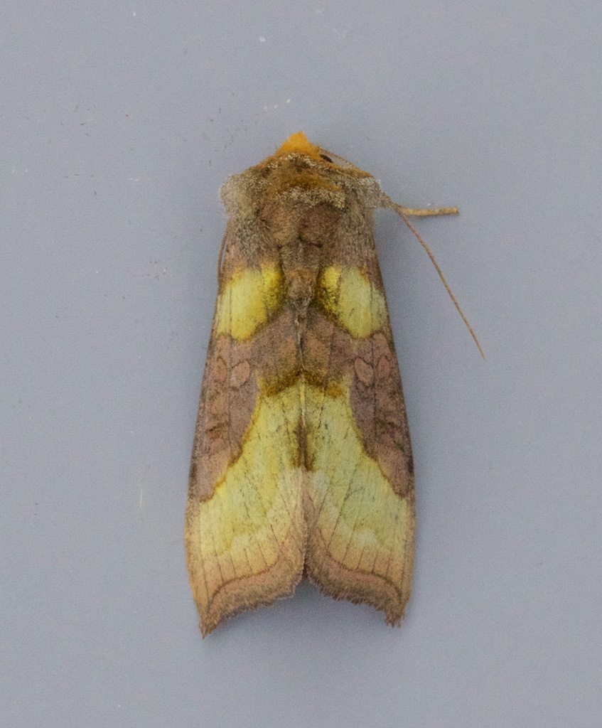 The Burnished Brass moth (Diachrysia chrysitis aurea) or Messingeule ('Brass Owl'), 15th June 2021, Munich.