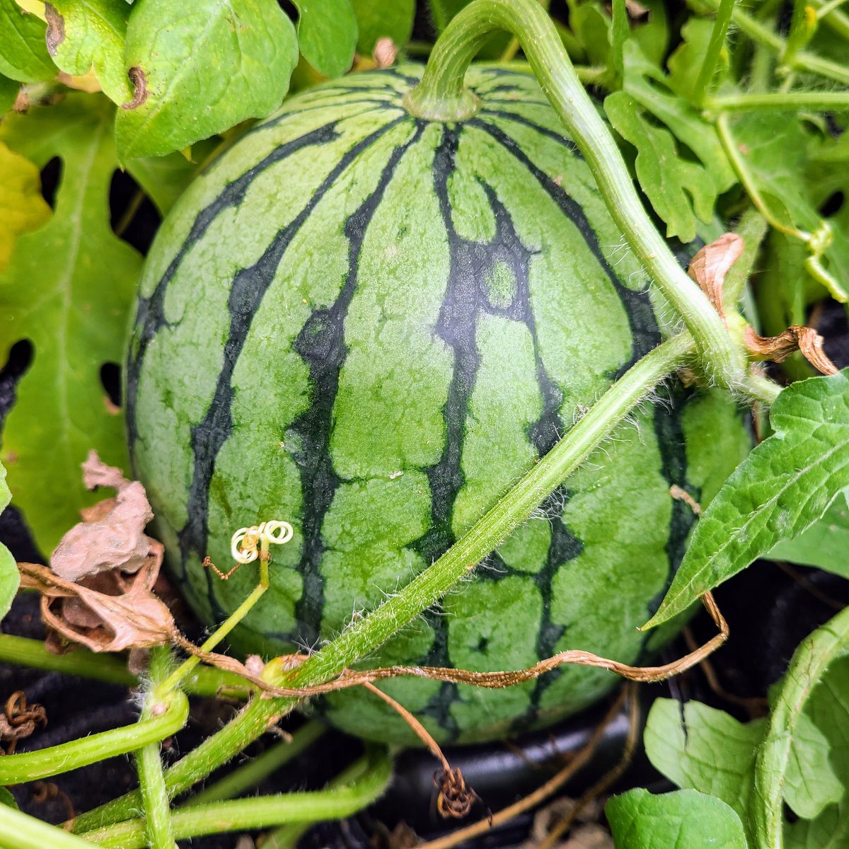 SaeCue's tweet photo. スイカの~🍉
季節が~🍉
キター‼️
#小玉スイカ #赤てまり #スイカ #ベルグアース #接木苗 #綿半 #smallwatermelon #watermelon #bergearth https://t.co/PtkFDqKp9C