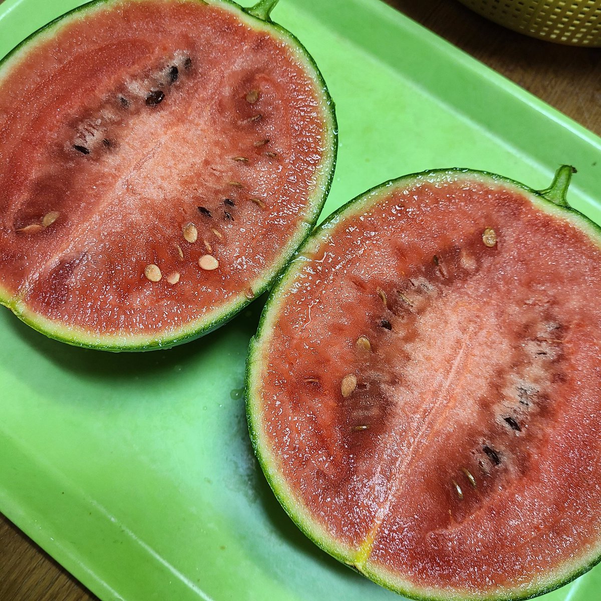 SaeCue's tweet photo. スイカの~🍉
季節が~🍉
キター‼️
#小玉スイカ #赤てまり #スイカ #ベルグアース #接木苗 #綿半 #smallwatermelon #watermelon #bergearth https://t.co/PtkFDqKp9C