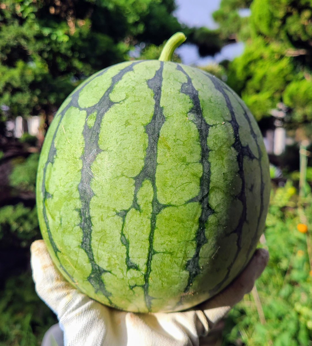 SaeCue's tweet photo. スイカの~🍉
季節が~🍉
キター‼️
#小玉スイカ #赤てまり #スイカ #ベルグアース #接木苗 #綿半 #smallwatermelon #watermelon #bergearth https://t.co/PtkFDqKp9C