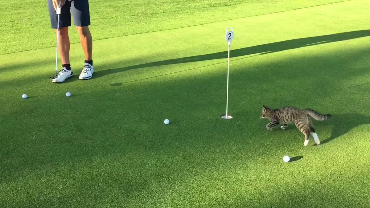 Golf cat. Golf cat. гоняет на гольфе кот. смешные гольфисты. Cat is playing golf.