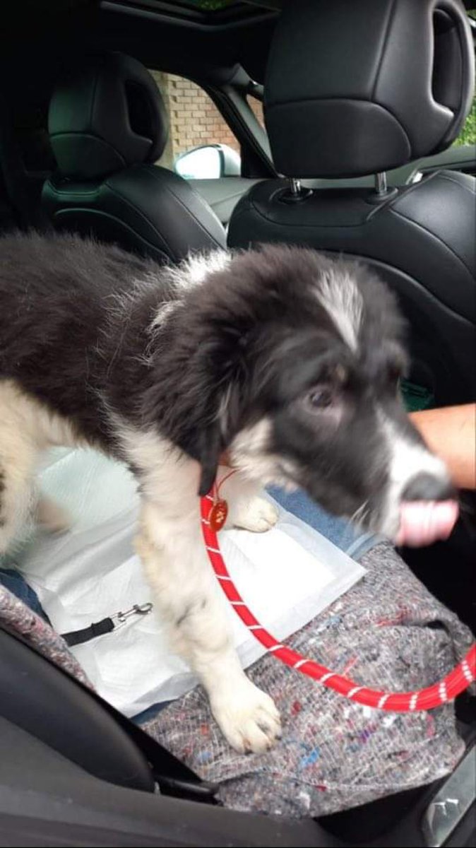 Meet Bailey! The first of the black and white pups found on the streets of Romania has arrived safe and well into the arms of his new daddy. Thank you Baz Smalley for offering him a forever home ❤️ #rescuewithoutborders