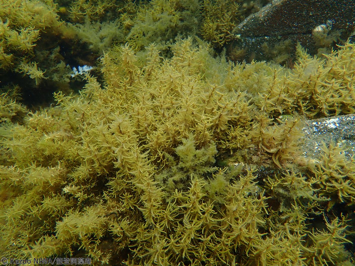 亜紀 海藻アート売上の一部を寄付に Kiamethod Twitter