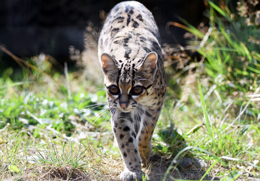 WelshMountainZo's tweet photo. Look who's off out for his Tuesday morning walk ๐พ๐ฅฐ
#Margay #DailyStroll #FiercestWalk #WelshMountainZoo #NationalZooOfWales
๐ท Matt Rimmer https://t.co/WnAhc5wgA5