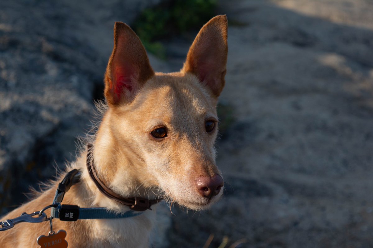 Verso
•
•
•
#dog #dogsoftwitter #beautiful #podenco #raza #photography @apadan_coruna #adopta #love #doglover #mascota #pet #influencer #sequeirosfotos