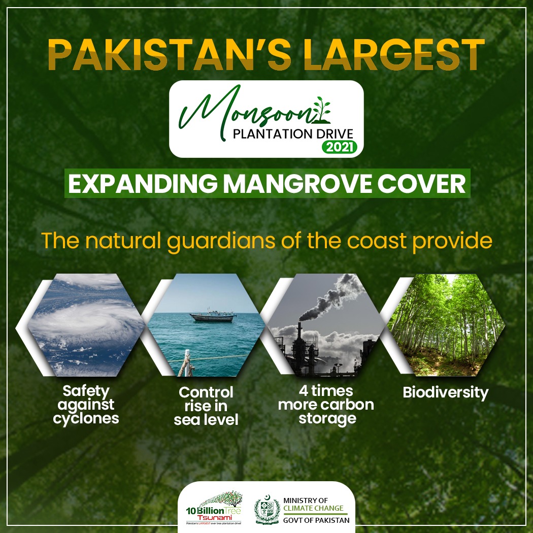 Pakistan has successfully increased its #mangrove cover by 300%. This will not only protect coasts against cyclones but will also uplift the #BlueEconomy of #Pakistan. #Plant4Pakistan21