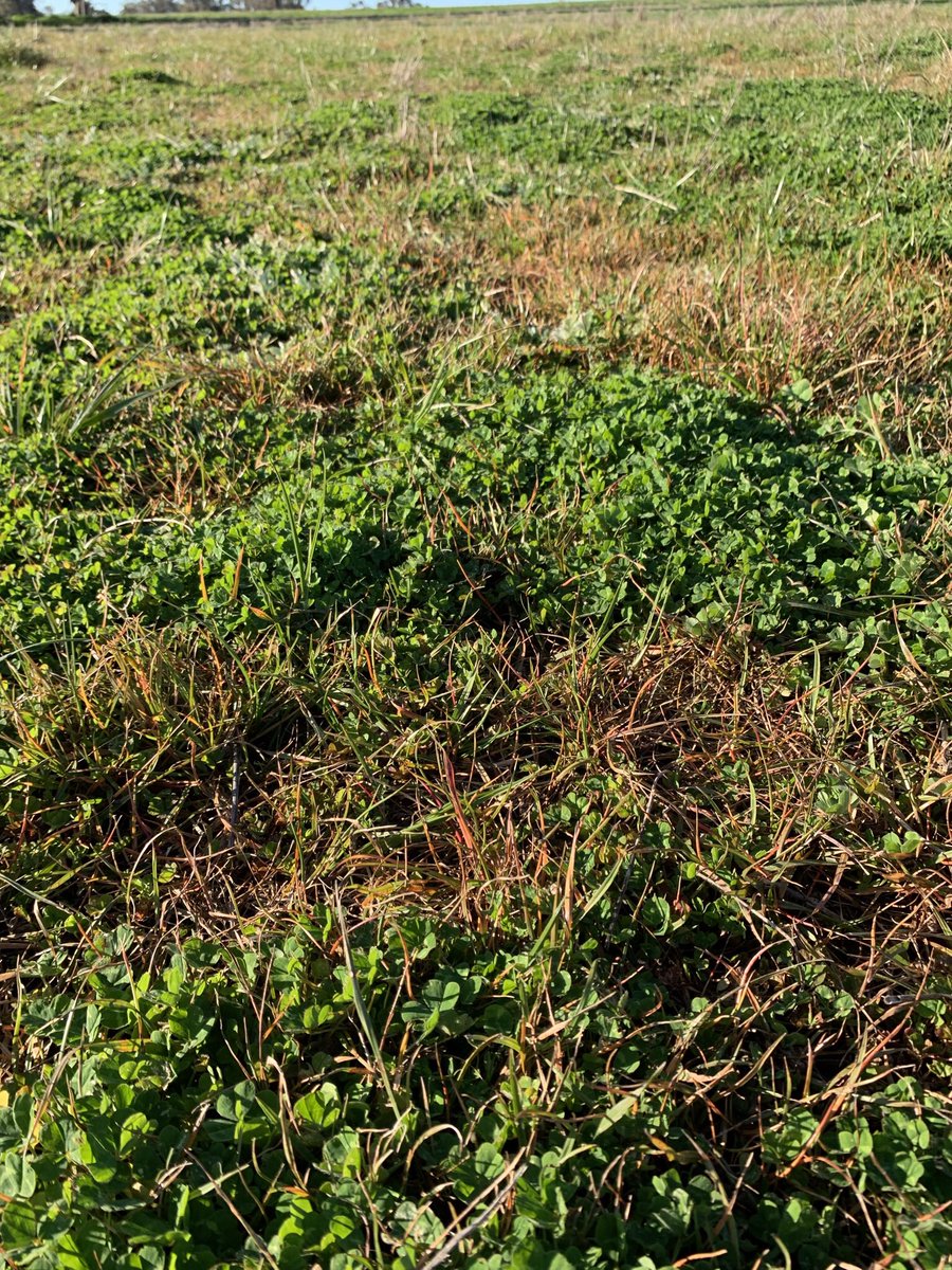 grassrootsag's tweet photo. Propyzamide providing control of ryegrass in lucerne & clover pasture.
Set up for weaning lambs in the coming weeks.
Follow with a spring spray fallow + double knock.
Sow to canola next year to capture soil N and hit ryegrass again! #diverserotations @WeedSmartAU @ScholzFarming https://t.co/Wk7C3091qV