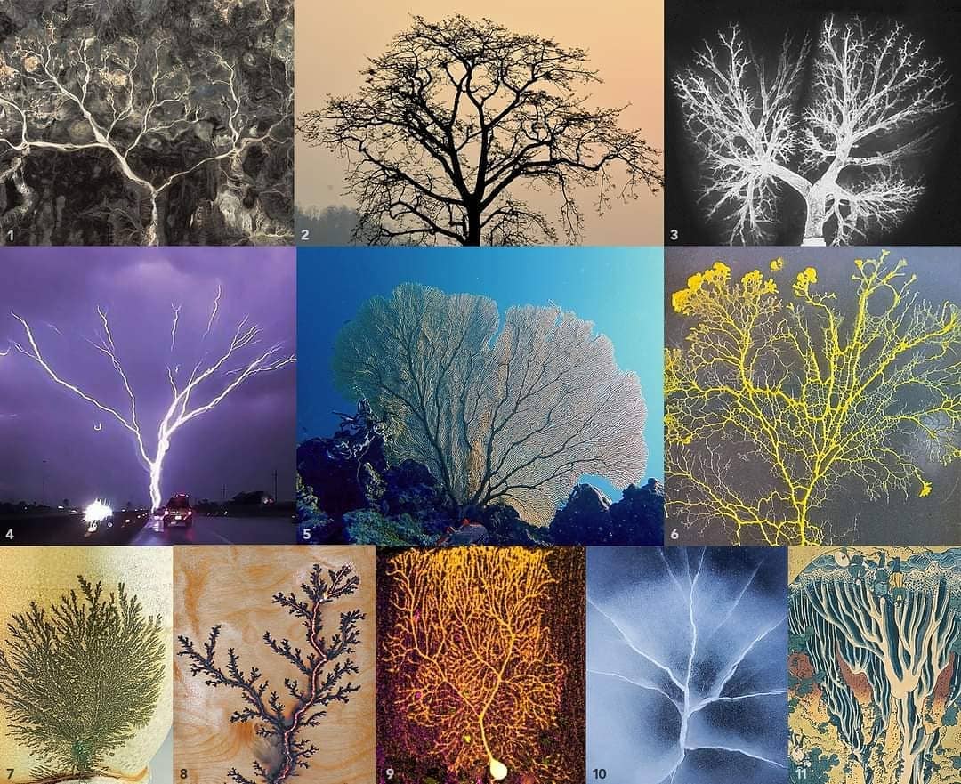 Matematiksel tweet media