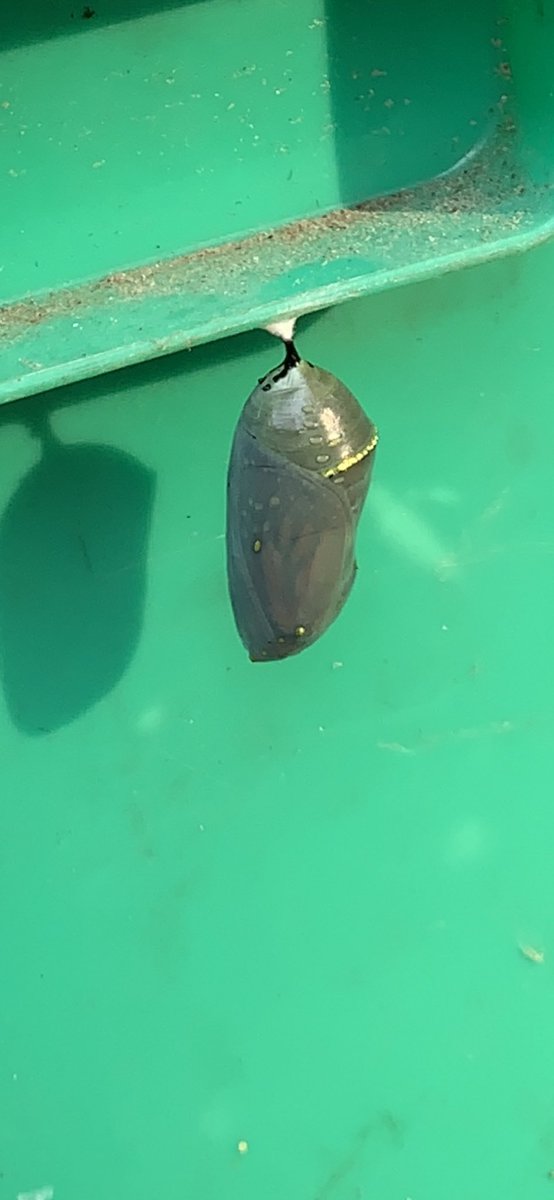 Highlander1705's tweet photo. ⁦@YourMorning⁩ we had a hitchhiker on our latest camping trip https://t.co/s1n4ZveRd8