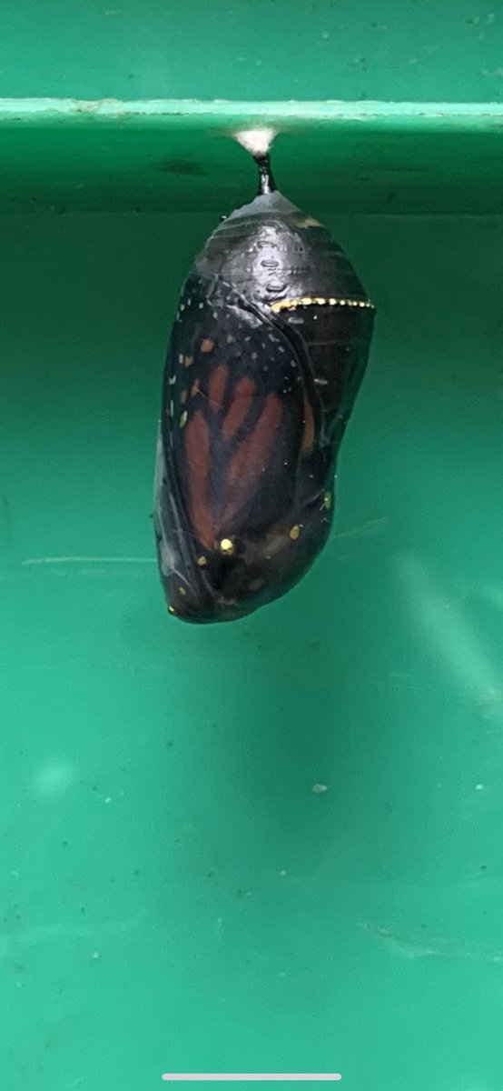Highlander1705's tweet photo. ⁦@YourMorning⁩ we had a hitchhiker on our latest camping trip https://t.co/s1n4ZveRd8