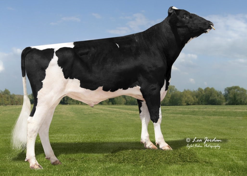 AltaGeneticsUK's tweet photo. Proof News
Alta PLINKO
6th Proof run
Superb production +1043kg
One of the best bulls for protein weight
Top PLI for longer teats!
#poweredbyAHDB #conceptplus https://t.co/KRi89Fei0I