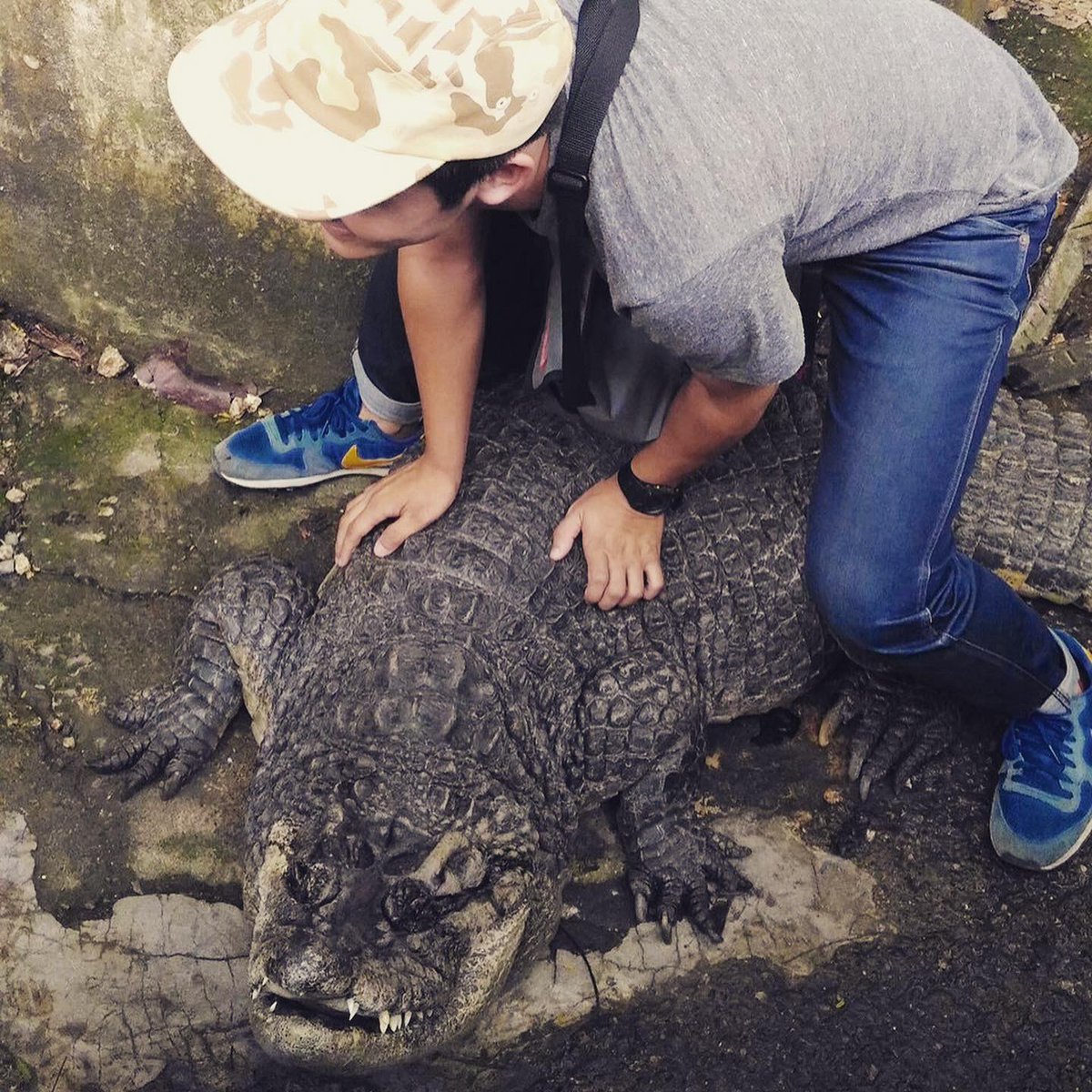 festhiroshima's tweet photo. フィリピンの人気リゾート地のセブ島にある動物園、「cebu zoo」にはなんと大きなワニやヘビなどの���さまざまな動物と触れ合うことが出来ます😃

日本では出来ないようなスリル満点の体験が出来るので、フィリピンへ旅行に行かれる時に寄ってみてはいかがでしょうか？😆 https://t.co/XSXqjJm4wK