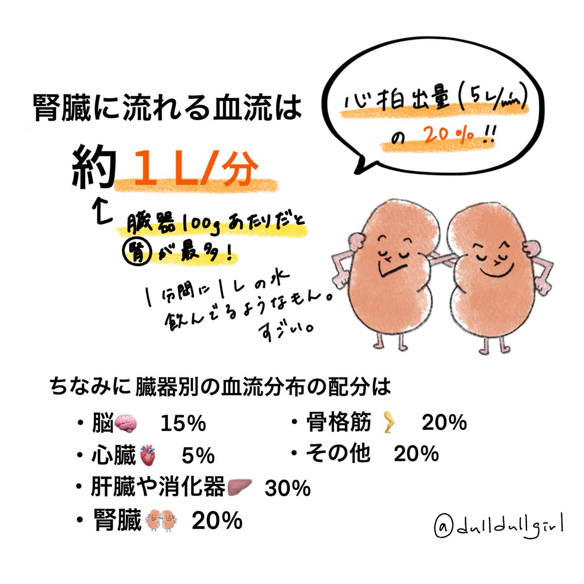 【#だるがメモ】

忘れがちな腎臓の生理。小さい割に頑張っててすごい。 