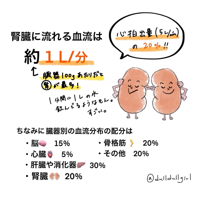 【#だるがメモ】

忘れがちな腎臓の生理。小さい割に頑張っててすごい。 