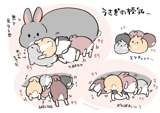 うさぎの授乳のもちもち大乱闘好きすぎて一生見ていられる 