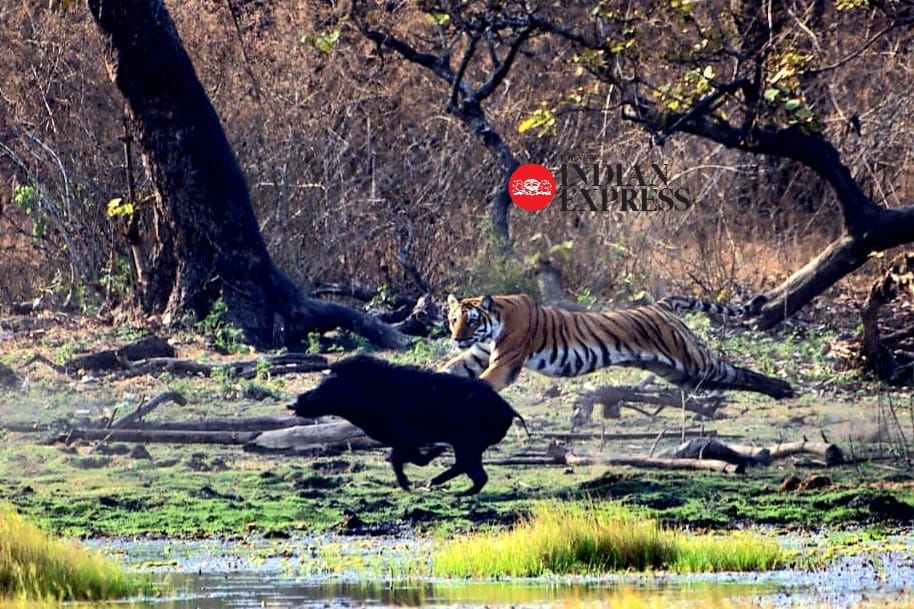 XpressBengaluru's tweet image. Our news photographer from Mysuru @UdayUdayphoto2 bags the
 "Best Photojournalist of the year award" from Mysuru District Journalist Association for this amazing click. 

@NewIndianXpress @santwana99 @ShivascribeTNIE @gsvasu_TNIE @shibasahu2012 @vinodkumart5