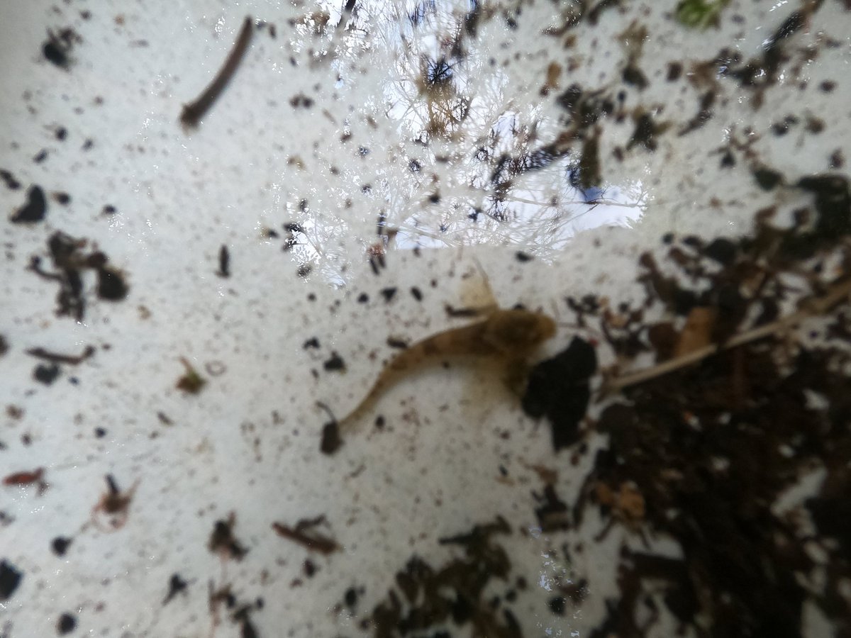 A river dipping morning for Johnny reminding himself how to work with kids again with thehelp of friends, Brodie and Euan

All staff members take a turn leading our summer kids events program. So after months of conservation tasks with adults he now gets to just have fun instead.