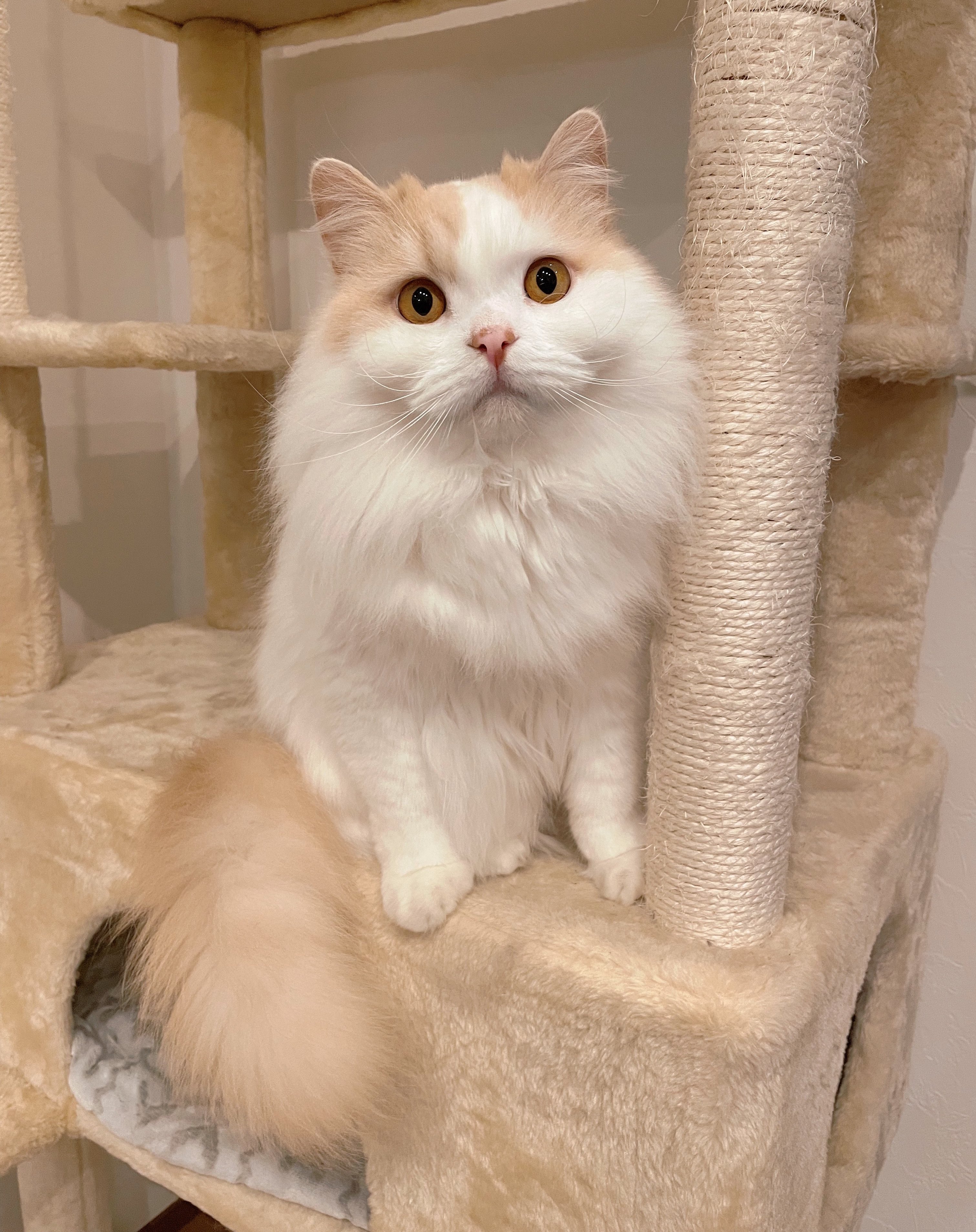 ぽてねのアポロ 大人になってもぬいぐるみのように愛らしい 猫 スコティッシュフォールド T Co 7ngozy1aaa Twitter